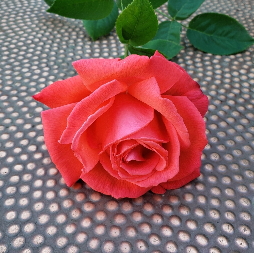 Meet your Posher, Amelia